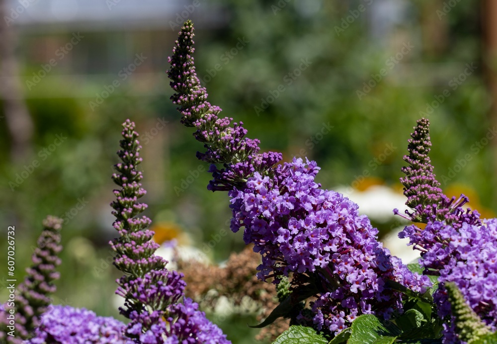 Canvas Prints Closeup shot of Buddleja flowers under sunlight with blurred background of greenery