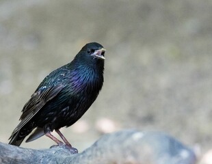 Closeup shot of a common starling sitting on dry branch on blurry background
