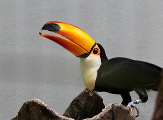 Closeup of a cute Toco toucan bird standing on wood against a gray wall in zoo