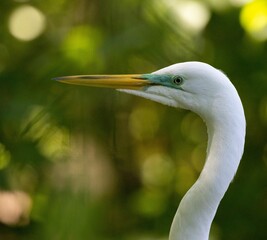 Closeup of an Eastern Great Egret in field under sunlight on blurry green background