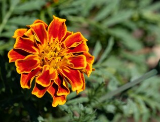 Closeup shot of Tagetes erecta flower under sunlight with blurred background of greenery