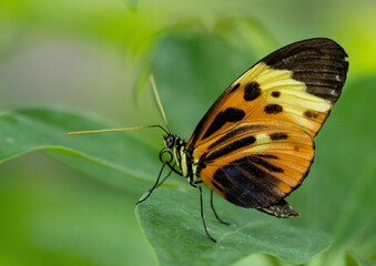 Closeup shot of a mechanitis butterfly on a plant.