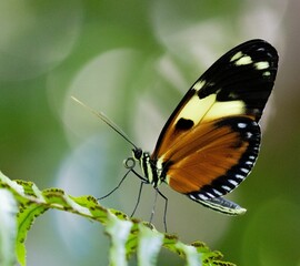 Obraz na płótnie Canvas Closeup shot of a mechanitis butterfly on a plant.