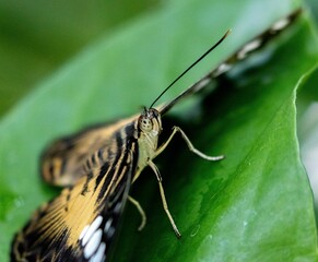 Closeup shot of a parthenos sylvia butterfly on a leaf.