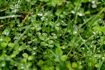 Green clover in the rain