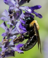 Closeup shot of a bumblebee on a purple flower.