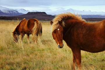 Closeup of Icelandic horses grazing in the meadow. Snaefellsnes, Iceland.