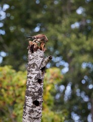 Vertical shot of a Common kestrel perched on a trunk in the background of green trees