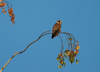 Closeup shot of a Eurasian hobby perched on a branch of an autumn tree before the blue sky