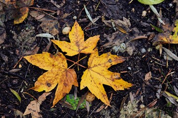Yellow leaves in autumn in Bavaria
