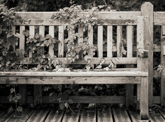Grayscale of wild hops growing near a wooden bench in a summer park