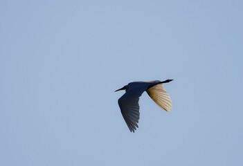 Great egret, flying on a blue sky, with its wings spread, on a sunny day