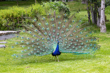 Obraz premium Beautiful peacock. Peafowl showing its tail