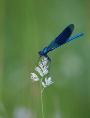 Vertical closeup of a Beauty brilliant (Calopteryx splendens) on a white flower on green background