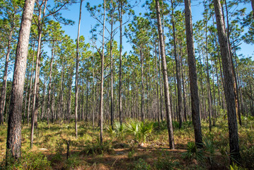 A pine forest in Rock Springs Run State Reserve in central Florida.