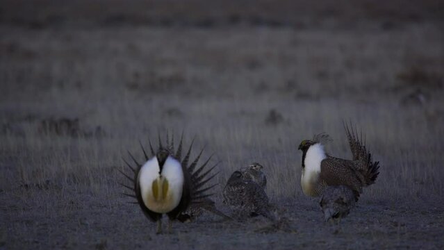 Male sage grouse dance to impress 4 females on frost laden breeding lek Close