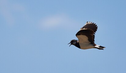 Closeup of a Lapwing (Vanellus vanellus) flying in a blue sky