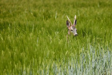 Closeup of a European row deer (Capreolus capreolus) on a green field