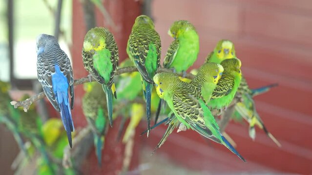 Flock of inseparable birds sits on branch of small tree surrounded by red fence. Budgerigars move heads and peck with beaks in private zoo cage
