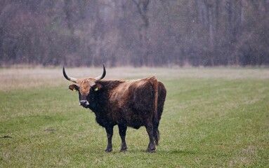 Large dark brown cow with horns grazing on a field at snowfall in Moos, Bavaria, Germany