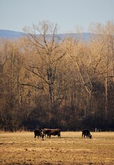 Vertical shot of the Cattles on a brown meadow with deciduous trees in the back