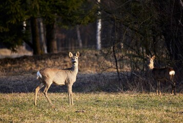 Naklejka na ściany i meble Beautiful shot of shy deer standing on a rural field near the river of Isar in Moos,Bavaria,Germany