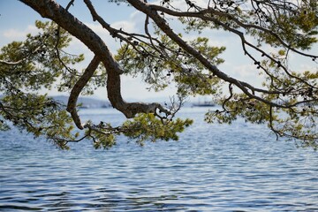 Growing tree in background of sea