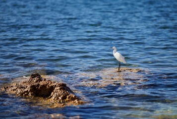 White heron perching on rock