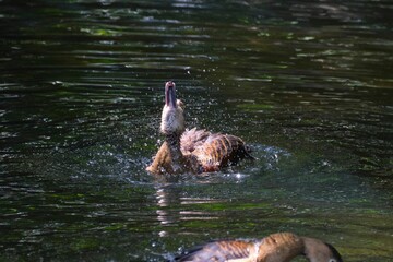 Lesser whistling duck swimming and raising her neck up in green lake
