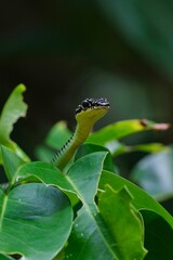 Chrysopelea ornata snake head through green leaves plant with blur background