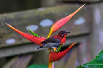 Crimson sunbird perching on Heliconia collinsiana plant leaves with blur background
