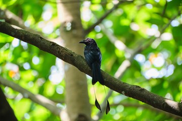 Greater racket-tailed drongo perching on tree branch with blur green leaves