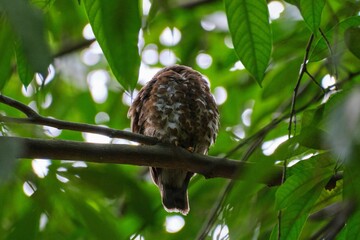 Closeup of owl bird sleeping on tree branch surrounded by green leaves