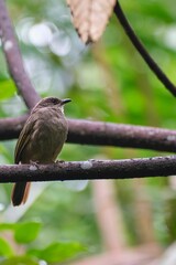 Shallow focus shot of Olive-winged bulbul bird perched on tree twig on sunny day