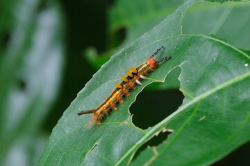 Close-up shot of a Rusty tussock moth eating green leaf of a plant