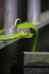 Closeup detail shot of bright green Ahaetulla prasina snake on dark blurred background