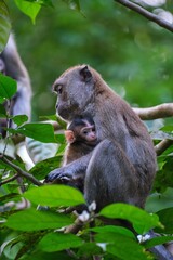 Vertical closeup shot of cute monkey with cub on tree branch in the forest