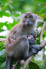 Vertical closeup shot of cute monkey with cub on tree branch in the forest