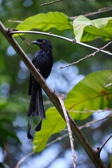 Vertical closeup shot of the greater racket-tailed drongo (Dicrurus paradiseus) on tree branch