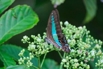 Beautiful shot of the Common Jay(Graphium sarpedon) butterfly sitting on plant in park.