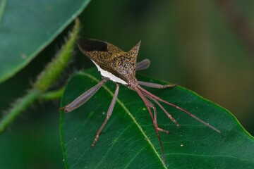 Closeup of a coreinae insect on green leaf on blurry background