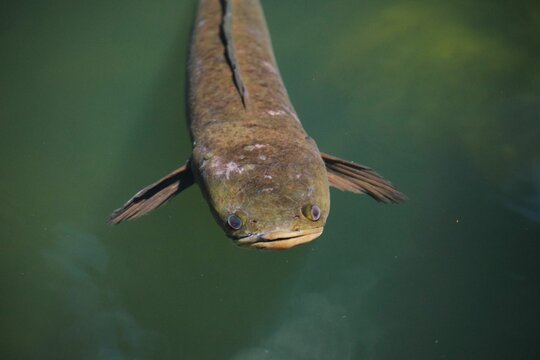 Snakehead murrel fish poking its head out of the water on a sunny day