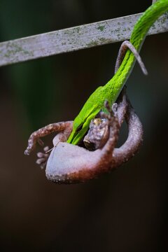 Closeup detail shot of bright green Ahaetulla prasina snake, with lizard in its mouth