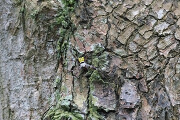 View of the yellow Argiope appensa spider on mossy tree bark