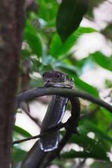 Vertical shot of King cobra snake on tree branch in the jungle