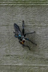 Vertical closeup shot of a robber fly (Asilidae) on wooden surface