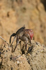 Closeup of crabe perching on rock
