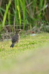Pipit perching on grassland
