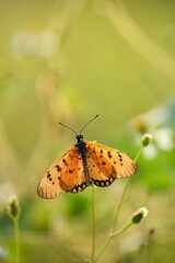 Vertical closeup shot of an orange butterfly standing on a stem of a plant in the green nature