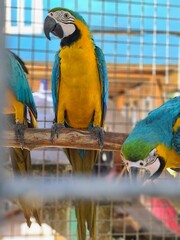 Vertical closeup of blue and yellow Macaw in the cage